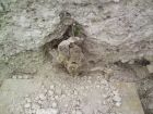 root damage
