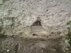 root removal